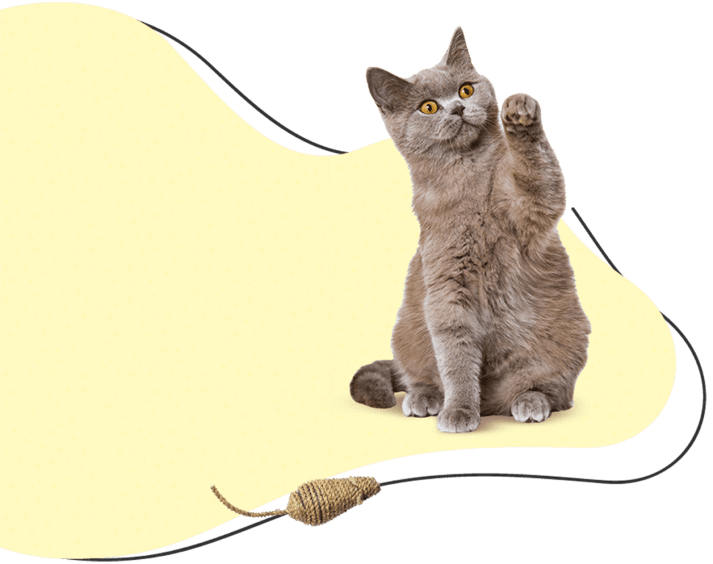 Pay Deposit Flight Nanny QT Pet Transport