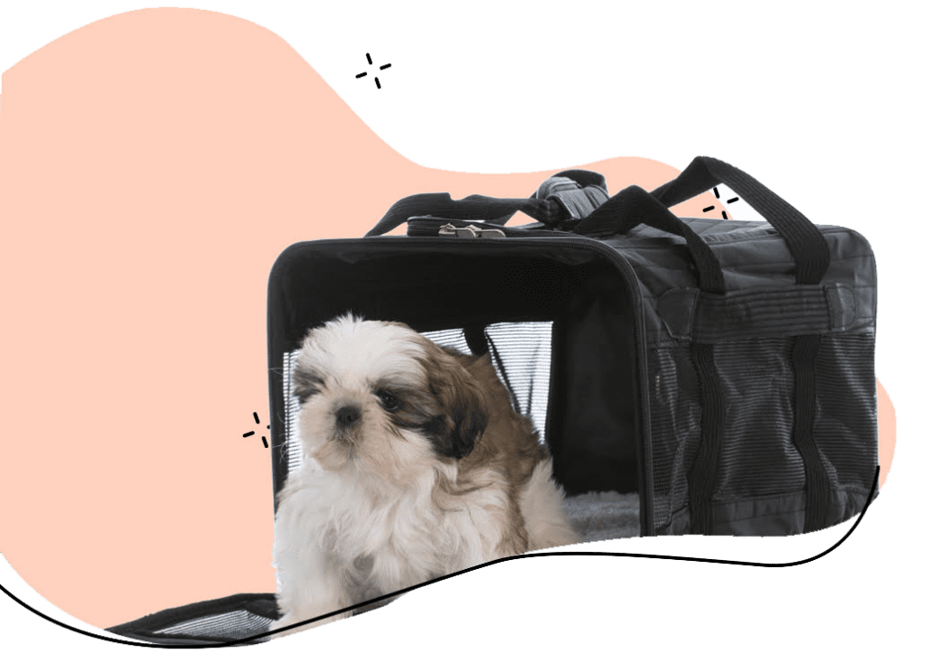 Airline Pet Guidelines Flight Nanny QT Pet Transport