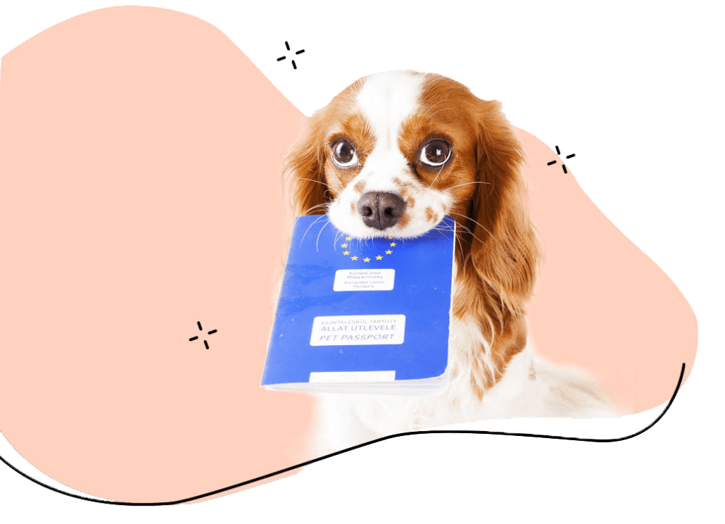 Locations Flight Nanny QT Pet Transport