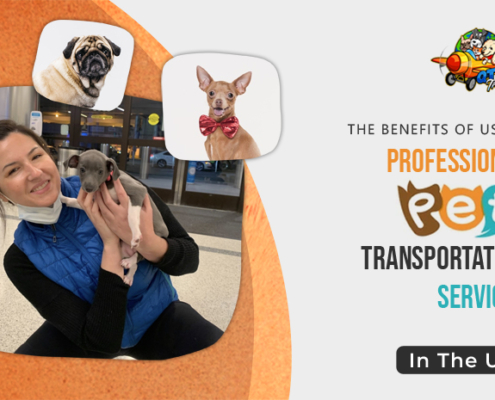 benefits of using professional pet transportation