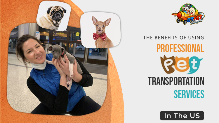 benefits of using professional pet transportation