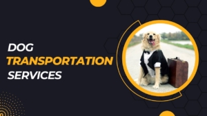 Dog Transportation Services