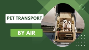 Pet Transport By Air
