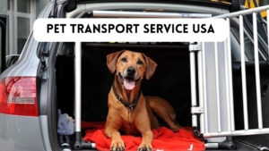 Pet Transport Service In USA