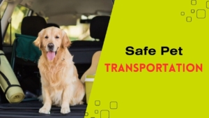 Safe Pet Transportation