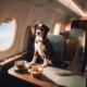 pet air travel
