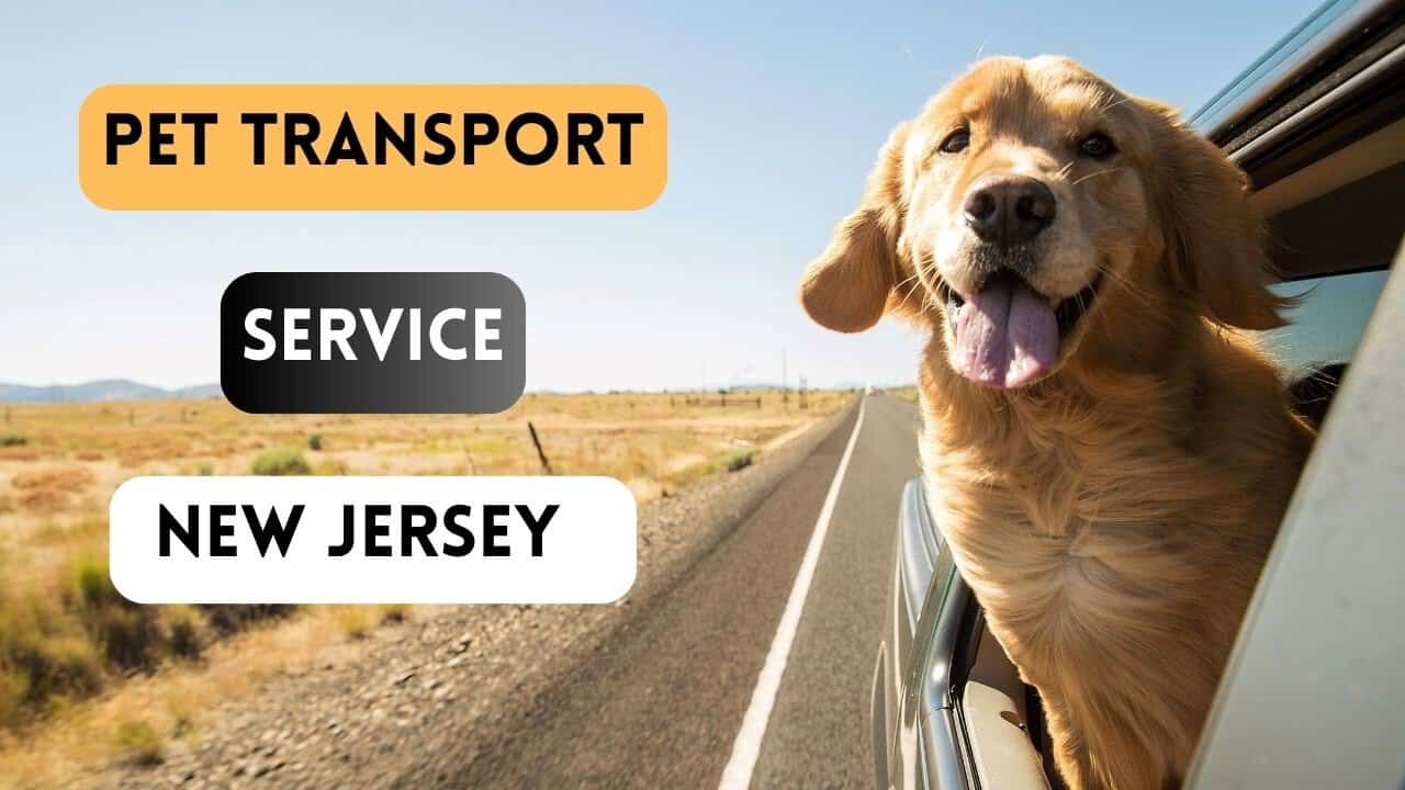 Pet Transport Services In New Jersey December 2023