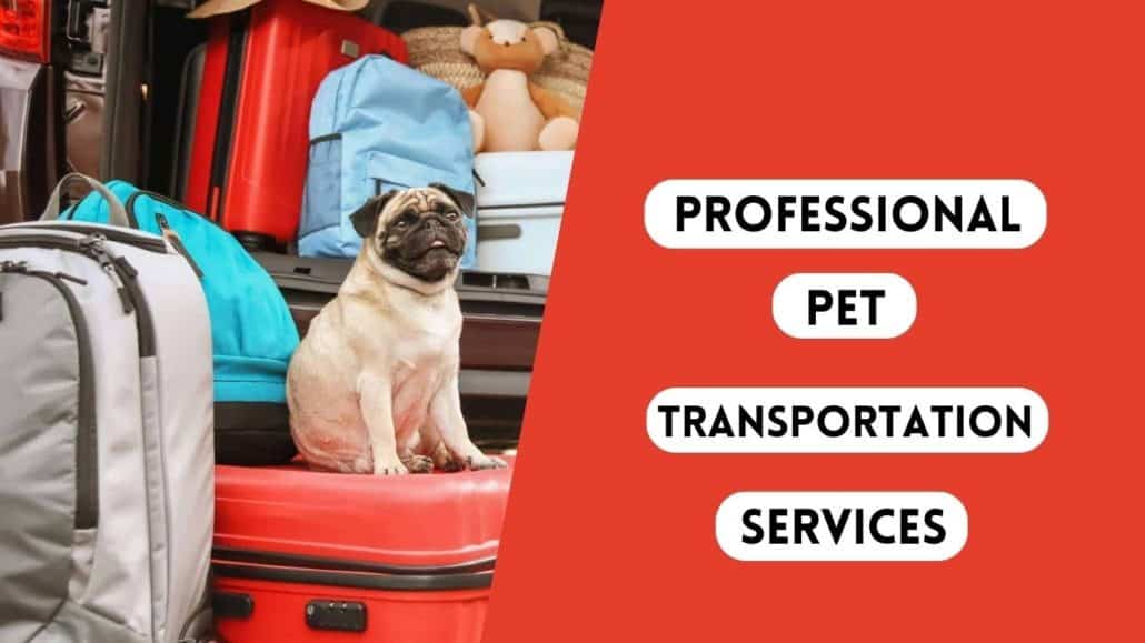 Professional Pet Transportation Services December 2023