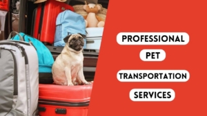 professional pet transportation services