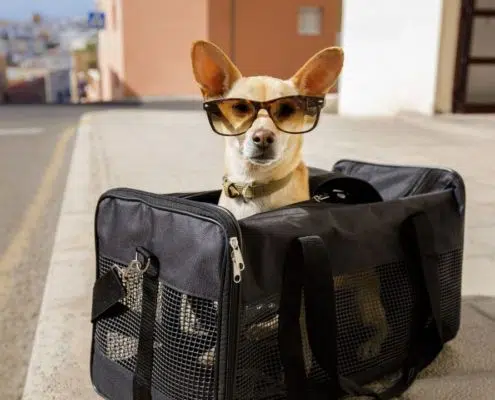 best dog transport companies