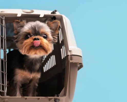 Is it safe for dogs to fly in cargo