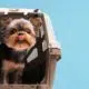 Is it safe for dogs to fly in cargo