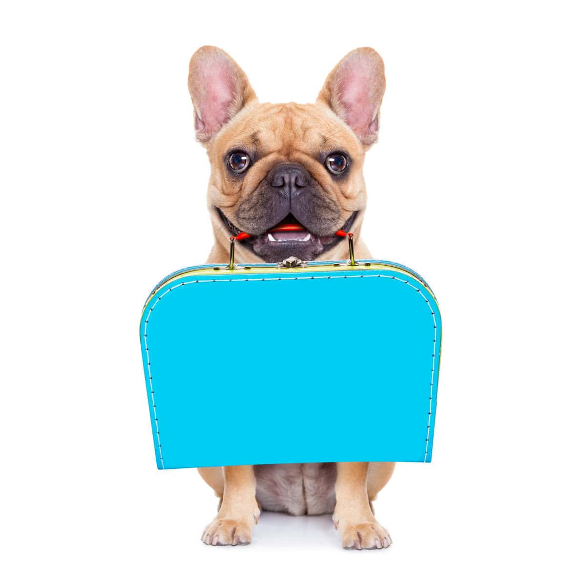 A fawn French Bulldog holding a blue suitcase in its mouth against a white background.