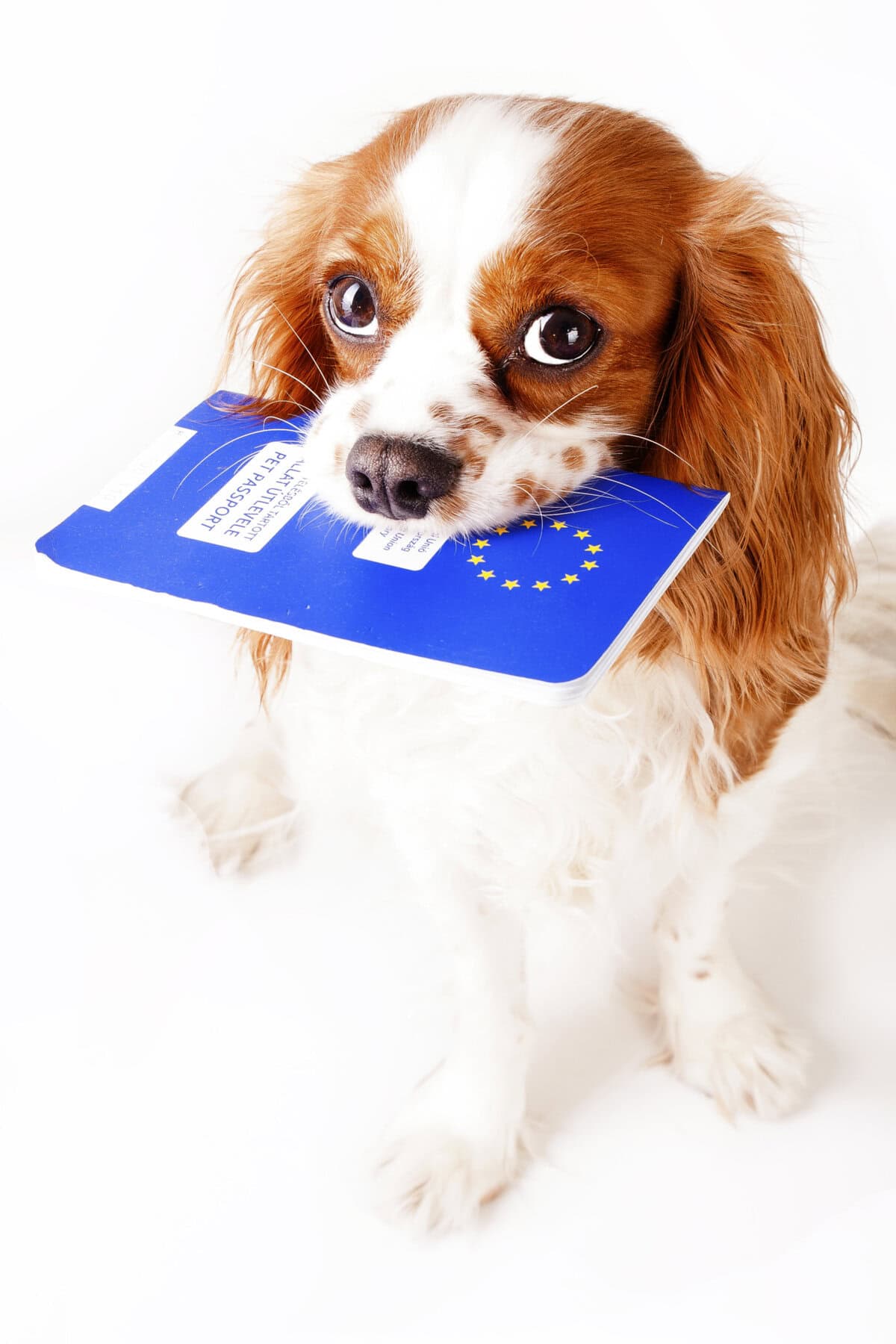 A Cavalier King Charles Spaniel holding a blue folder on a white background.