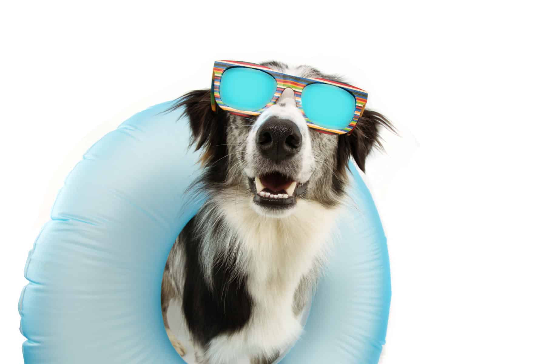 Dog with sunglasses and an inflatable ring on a white background.