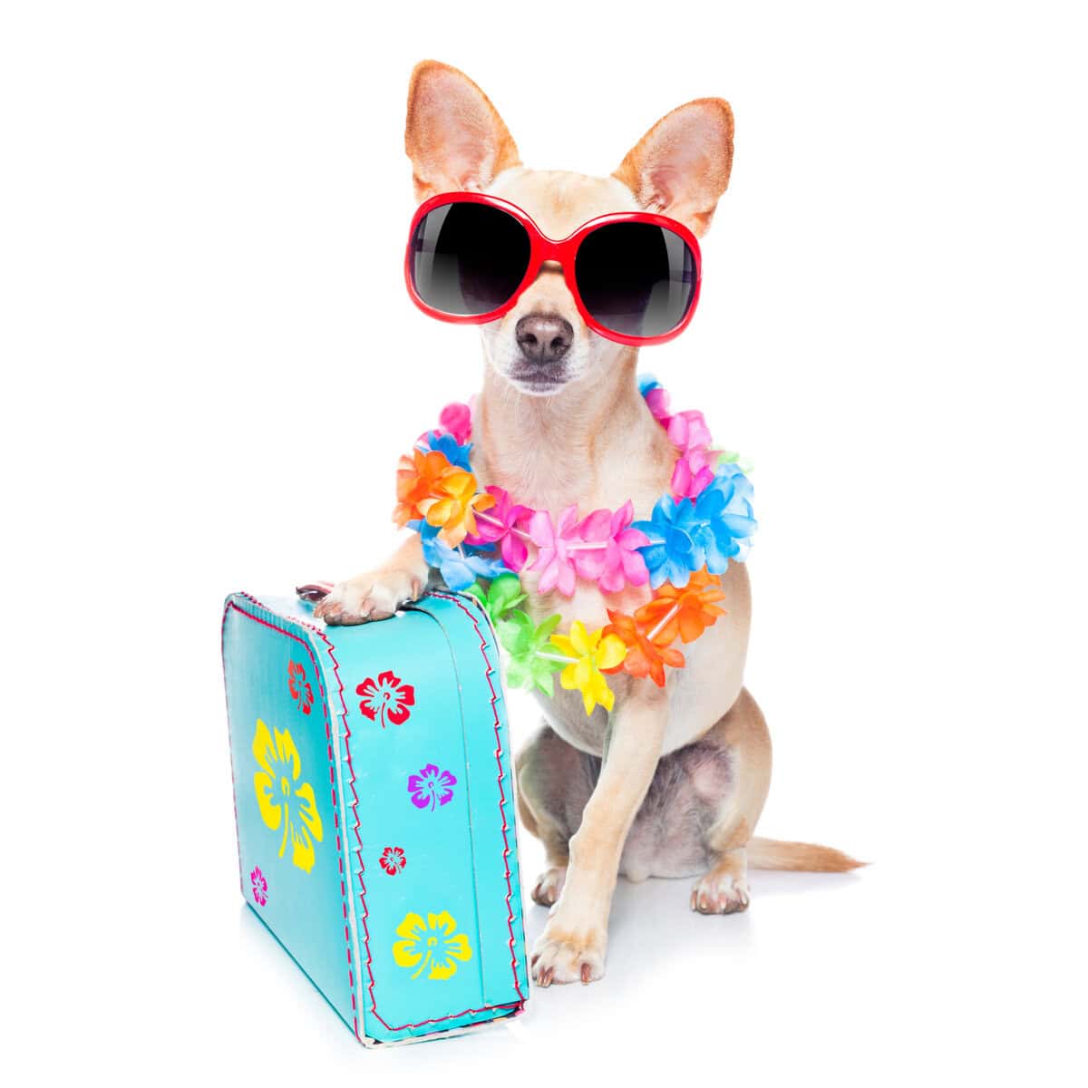 A Chihuahua with sunglasses, a lei, and a suitcase, ready for vacation.