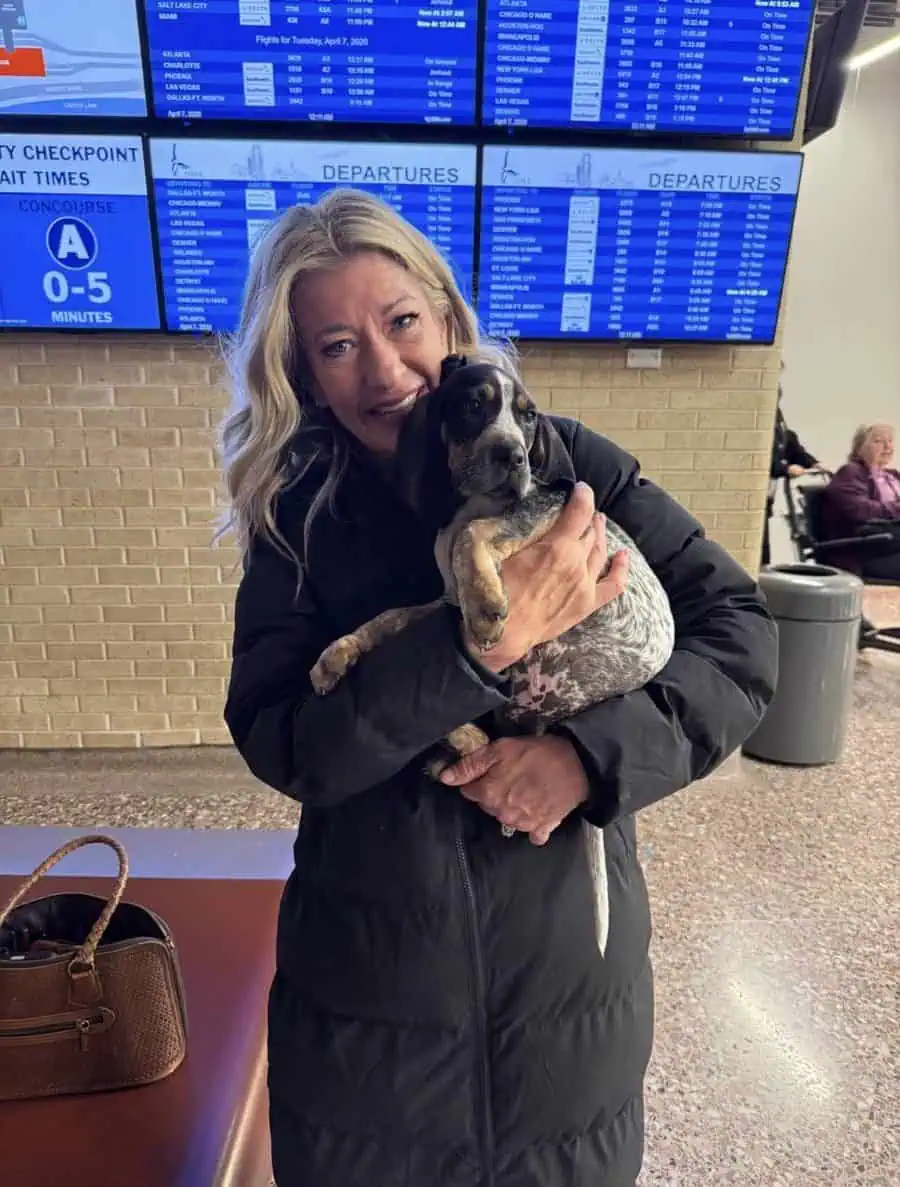 Flight nanny holding a bluetick coonhound puppy at the airport